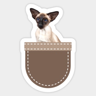 Cat in Pocket (Siamese Cat) Sticker